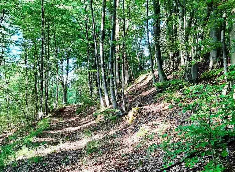 Vilenica/ U nedjelju canicross utrka