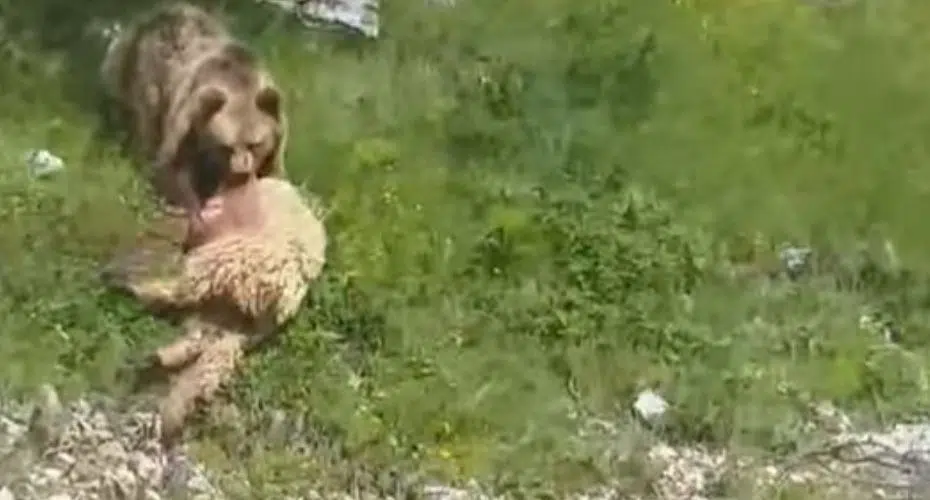 Mještani Mudrika uznemireni / Medvjed u centru sela rastrgao ovcu