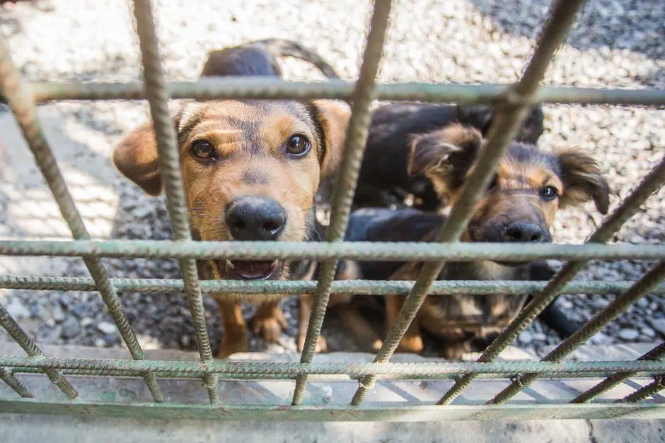 Danas u Golešu Javna rasprava o izgradnji azila za smještaj napuštenih pasa