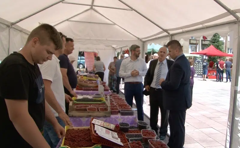 Dani maline u Novom Travniku/ Nikad više uništenih malinjaka i nikad veće cijene malina