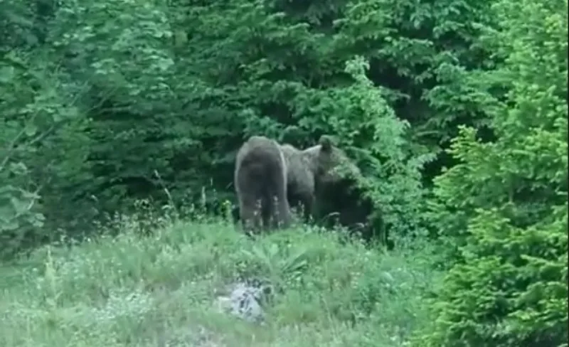 (VIDEO) Medo u šetnji na Gostilju