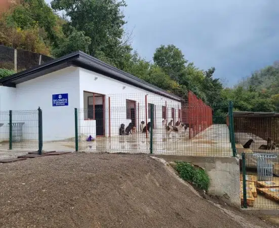 Počelo zbrinjavanje pasa lutalica u Travniku