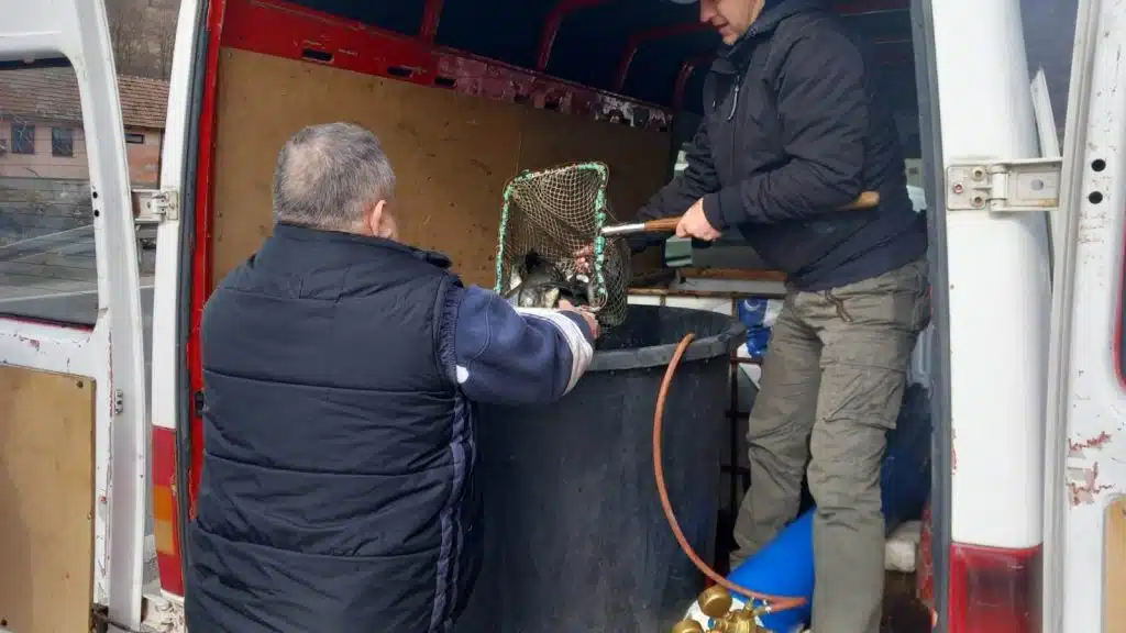 (FOTO) Izvršeno prvo poribljavanje Lašve u ovoj godini