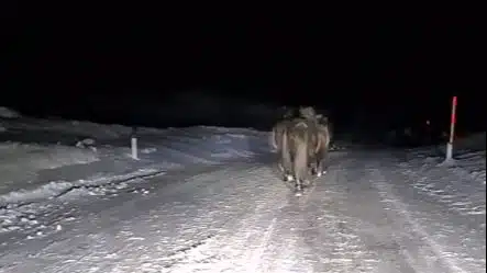 Divlji konji na putu Livno-Šujica