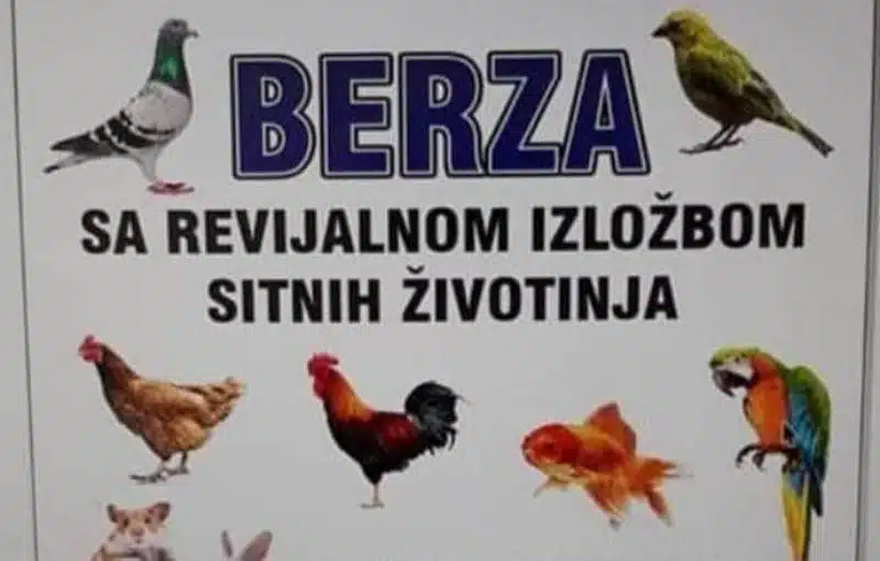 U nedjelju u Turbetu/ Berza sa revijalnom izložbom sitnih životinja