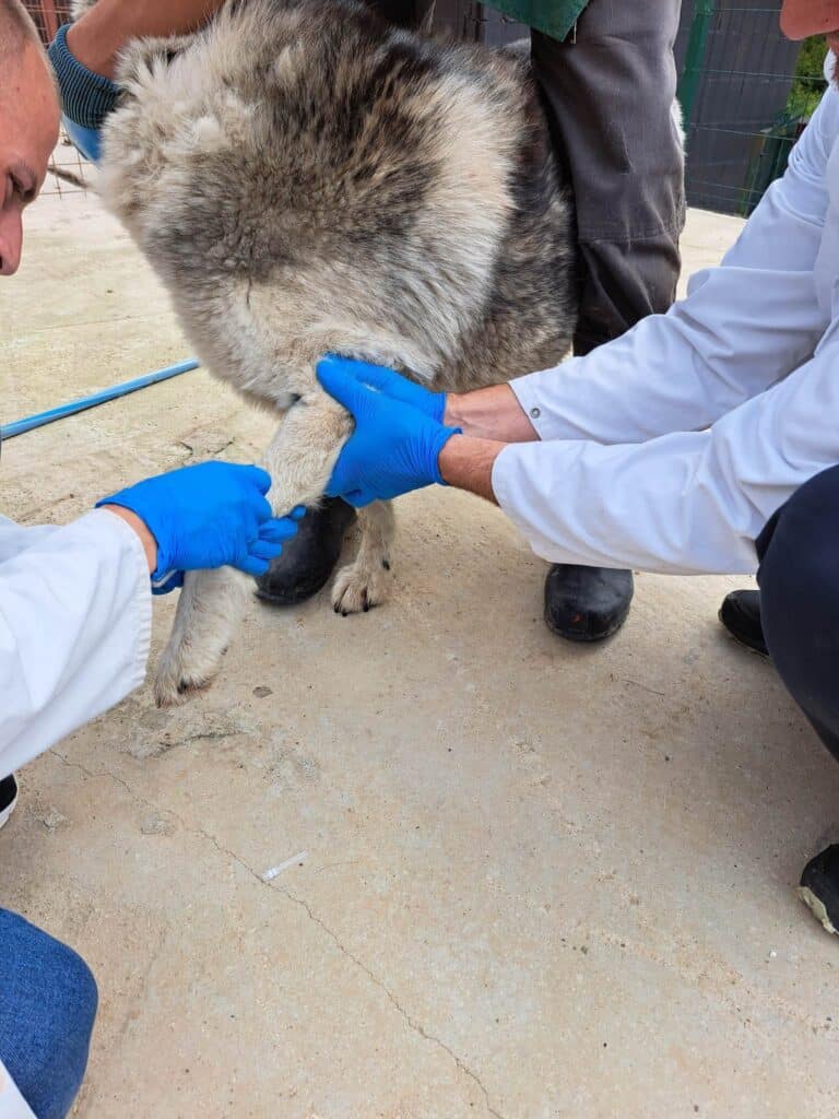 (foto) u skloništu za nezbrinute životinje goleš provode se aktivnosti na suzbijanju zaraznih bolesti