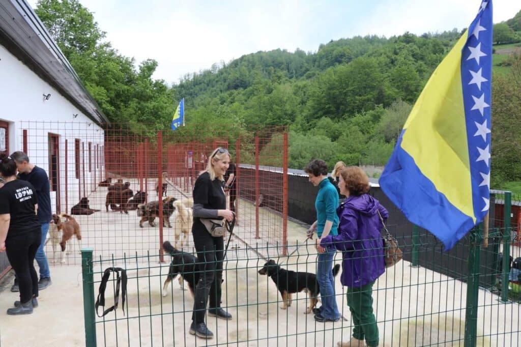 druženje sa napuštenim psima u travniku, dautović uručio ključeve novog vozila (foto)