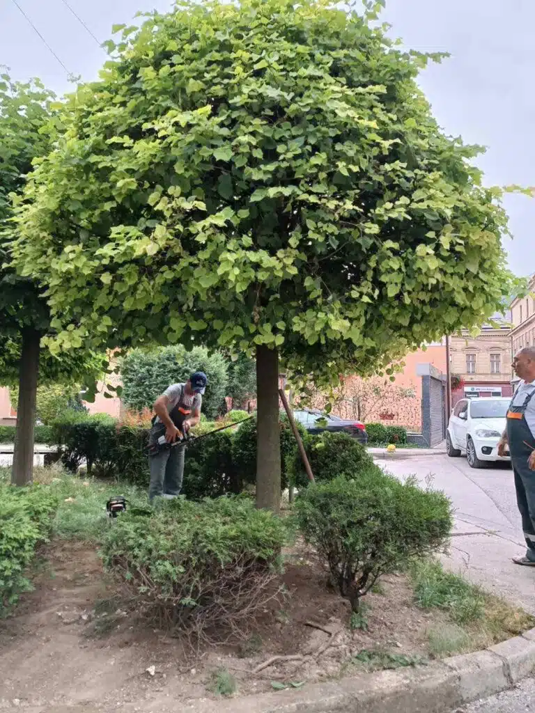 Izvršeno netipično spašavanje srušenog stabla