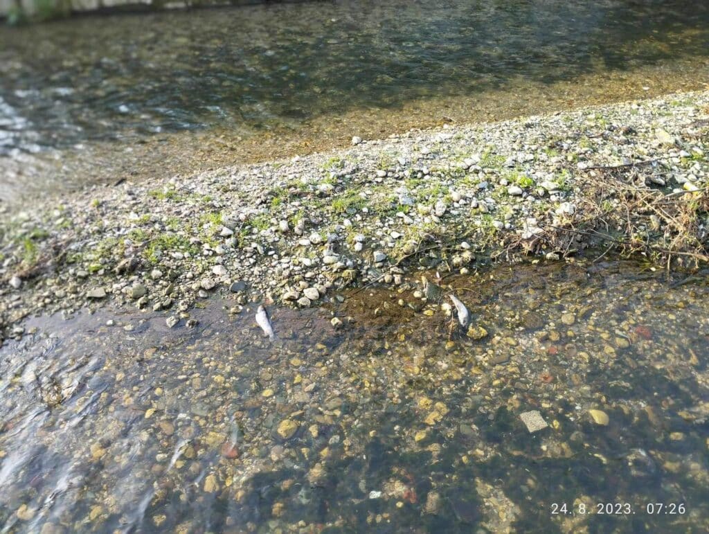 komunalni redari općine travnik/ primjećeno nekoliko uginulih riba