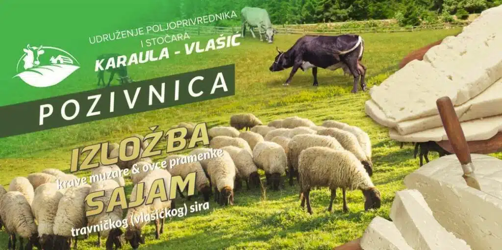 GOSTILJ / U nedjelju Sajam vlašićkog sira, izložba krave muzare i ovce pramenke