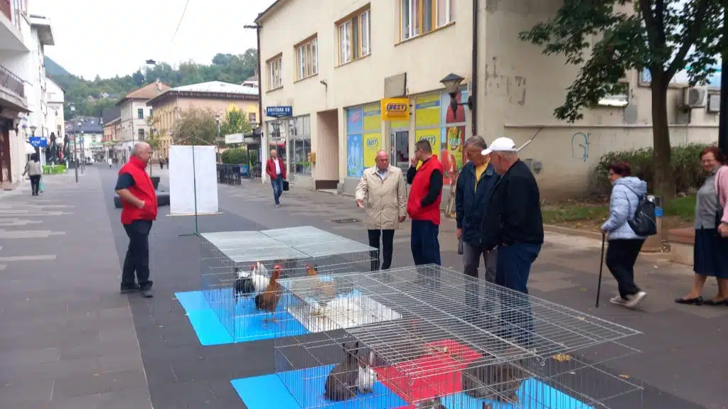 Danas na Travničkom korzu revijalna izložba sitnih životinja (FOTO)