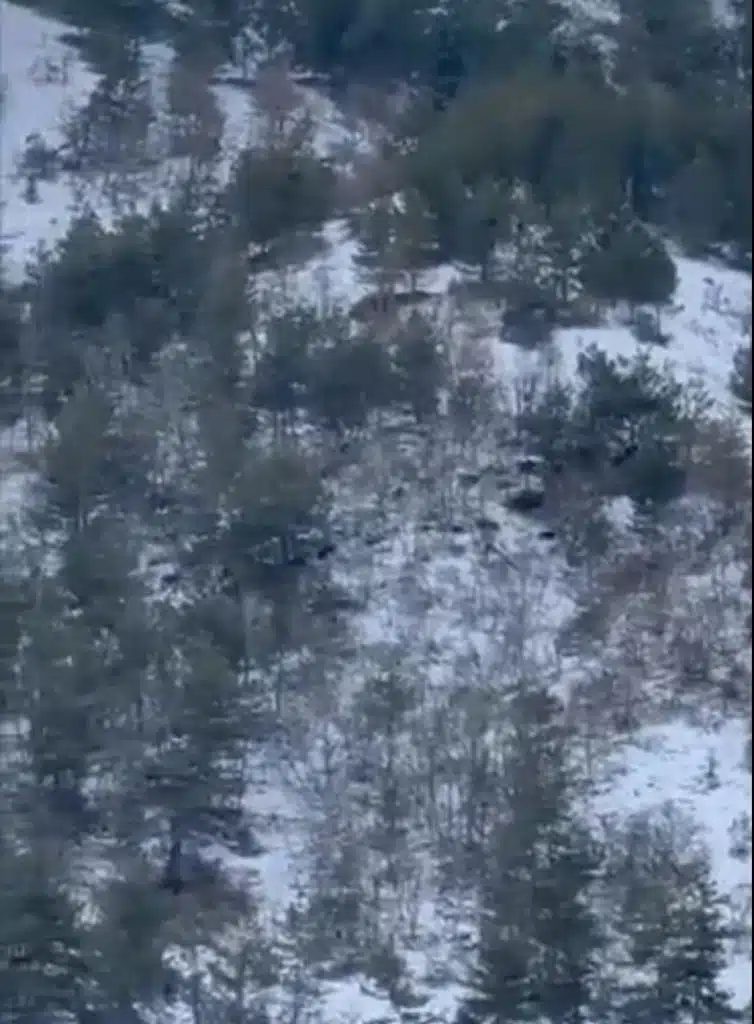 (VIDEO) Krdo divljih svinja primijećeno iznad Višnjeva kod Travnika