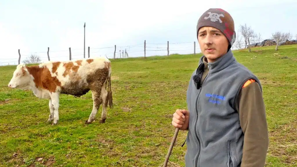 Merim Mulić mladi stočar iz Bugojna sa velikim snovima (VIDEO)