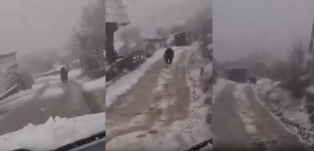 Na Vlašiću je medvjed pobjegao iz kaveza (VIDEO)