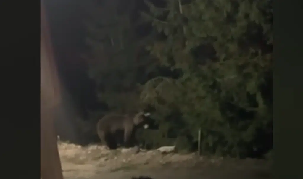 Na Babanovcu sinoć uočen medvjed – apel građanima na oprez