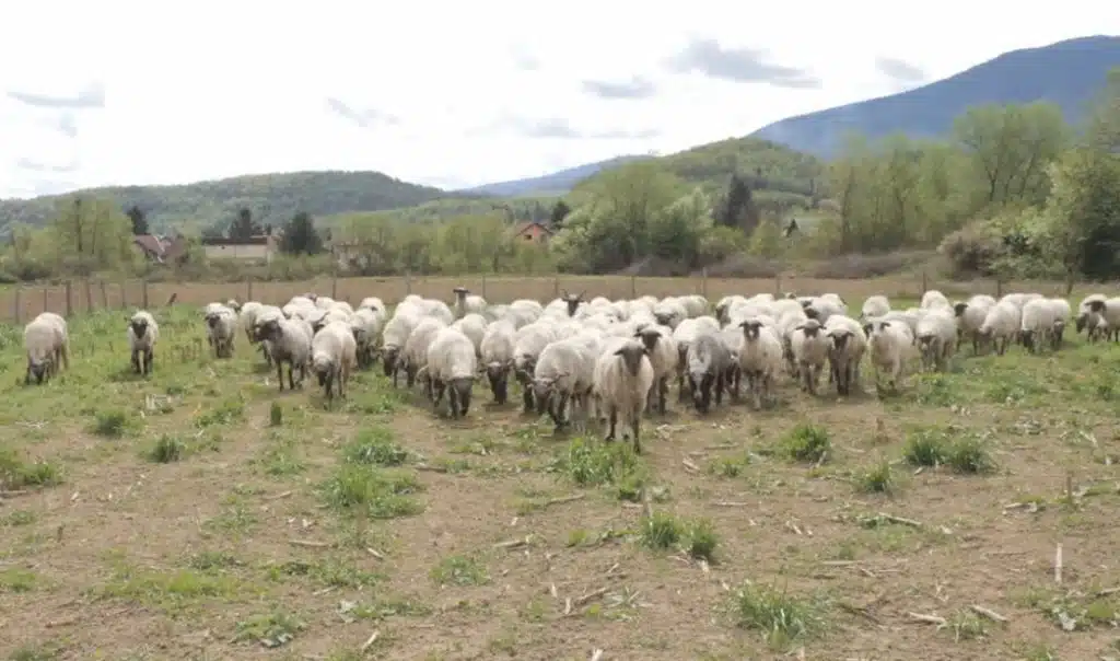 Nomadski život i vrhunski sir: Ovce i krave Fuškama zaradile dva nova stana u Travniku (VIDEO)