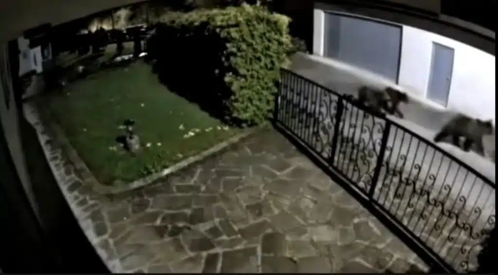 Povećana pojava medvjeda u Biljanskoj dolini