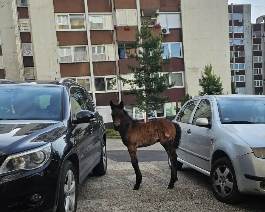 Ždrijebe prošetalo cestom u Travniku i nasmijalo vozače (FOTO)