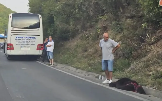 Autobus udario medvjeda